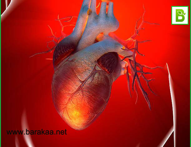 علاج ضعف عضلة القلب بالاعشاب مجرب تخلص من ضعف عضلة القلب نهائيا