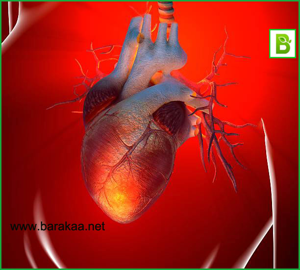 علاج ضعف عضلة القلب بالاعشاب مجرب تخلص من ضعف عضلة القلب نهائيا