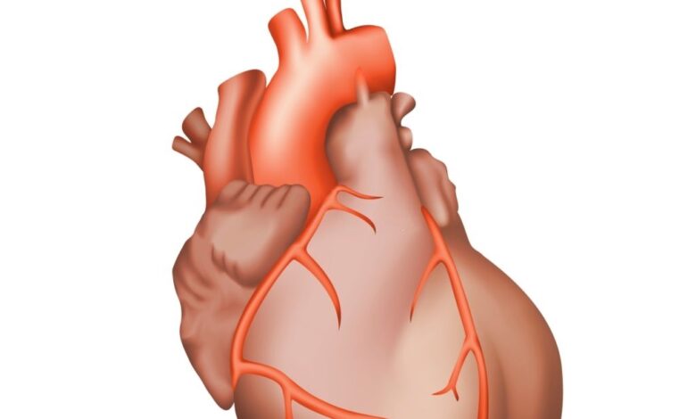 علاج عضلة القلب بالاعشاب