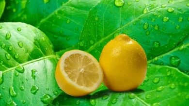 فوائد ورق الليمون للسكر