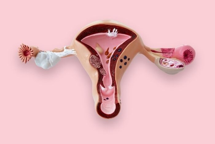 هل الرحم ينظف نفسه بعد الإجهاض