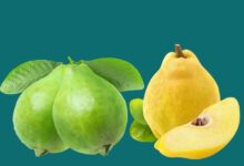 هل الجوافة هي السفرجل