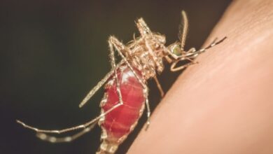 هل الملاريا معدية