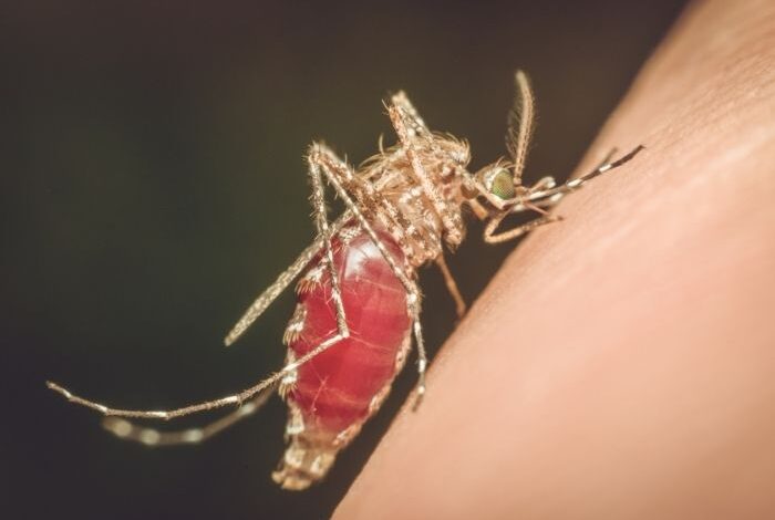 هل الملاريا معدية