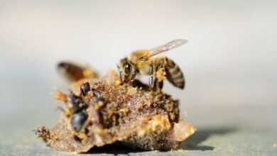 طريقة استخدام عكبر النحل