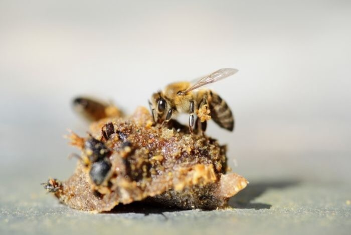 طريقة استخدام عكبر النحل