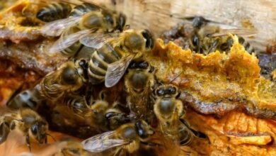 فوائد عكبر النحل للرجال